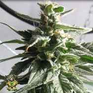 Reeferman Seeds BC Gold